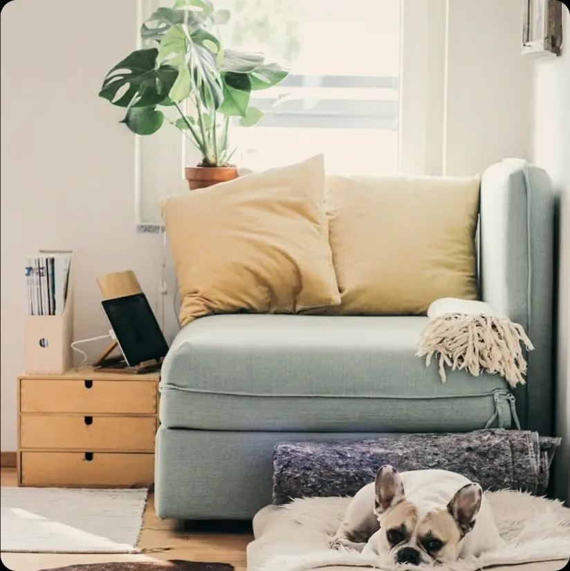 A French bulldog on a rug beside a sage sofa with yellow cushions.
