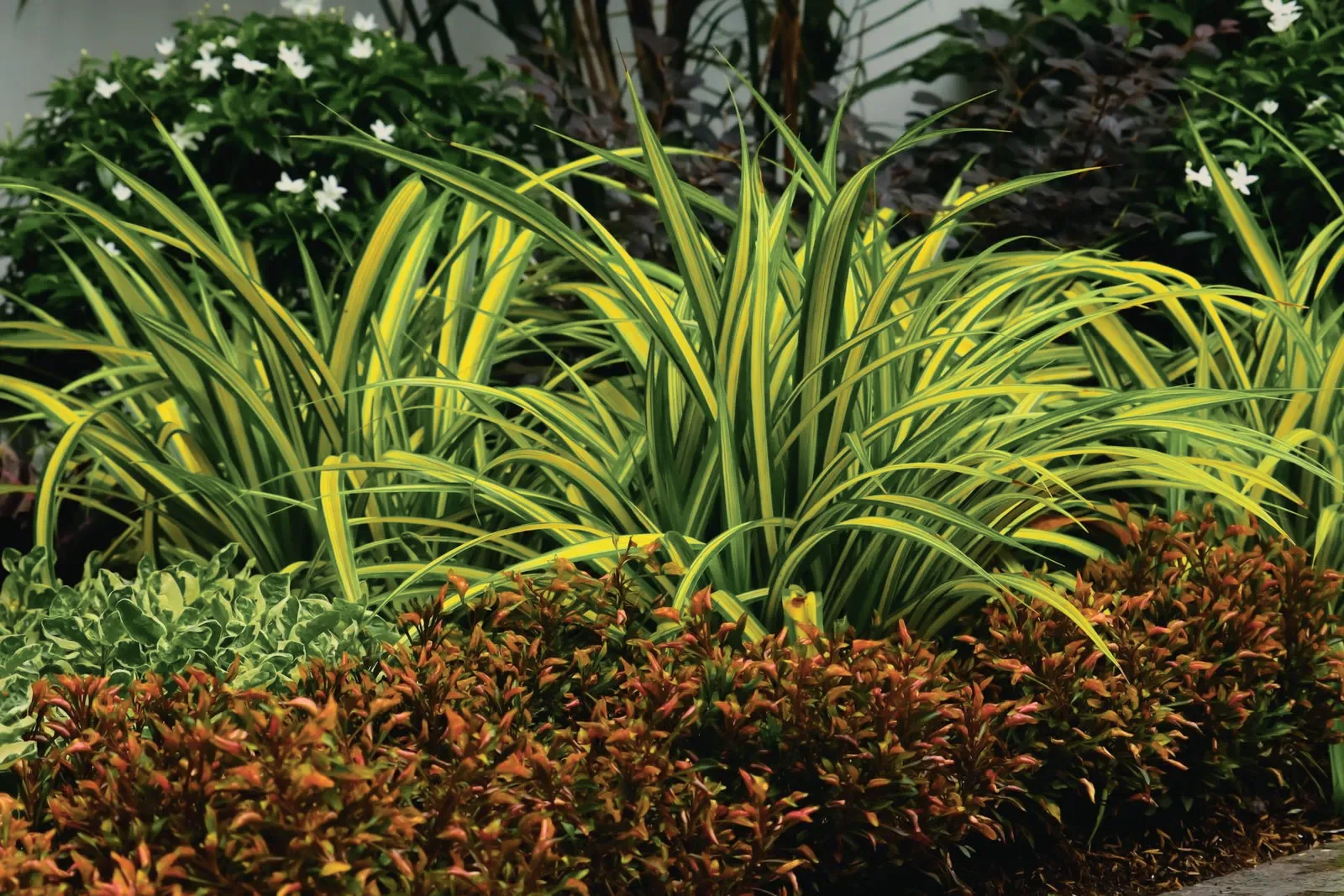 A maintained garden bed of the same kind, planted and edged.