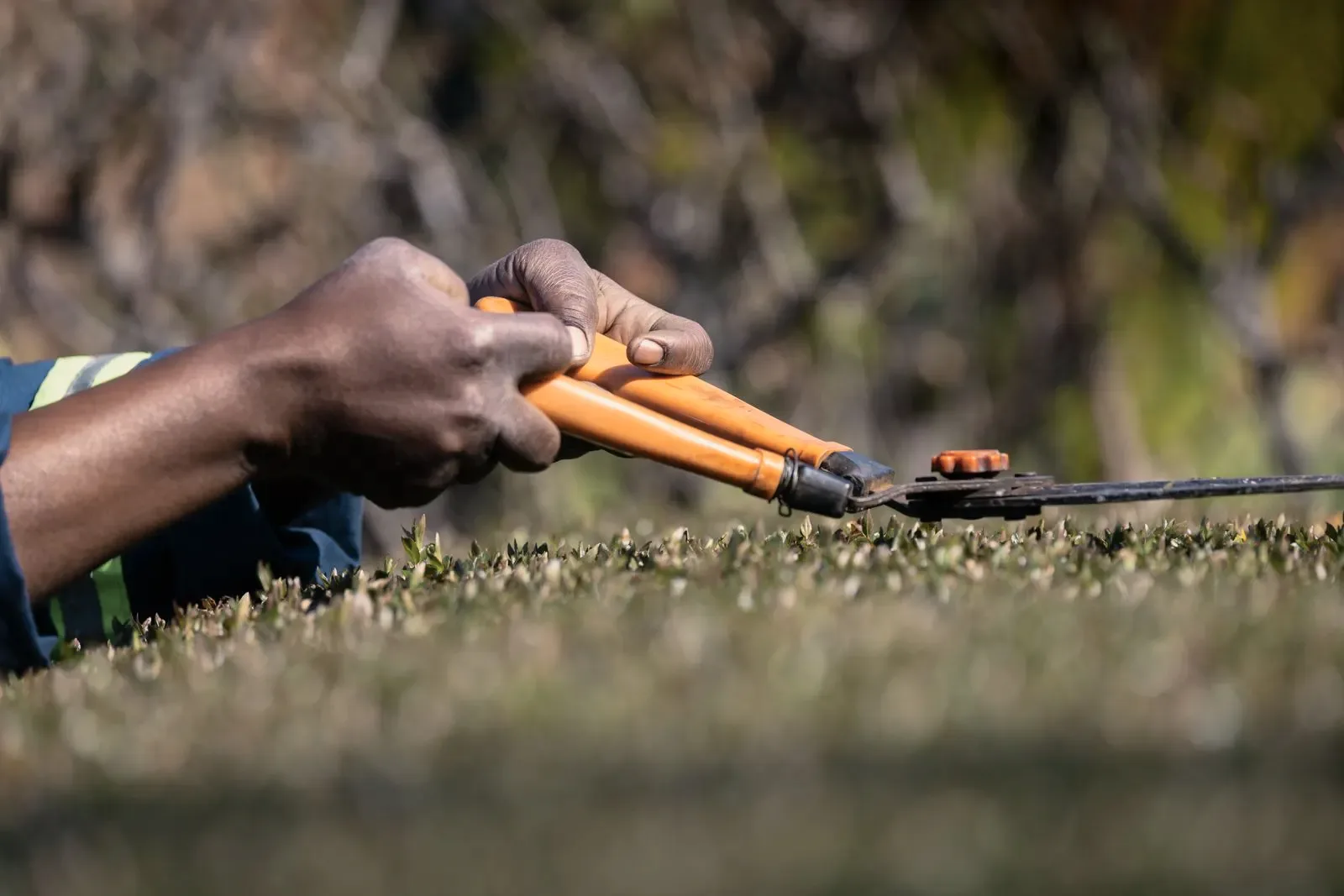 A close view of pruning in a tropical garden, cut stems held in a gloved hand.
