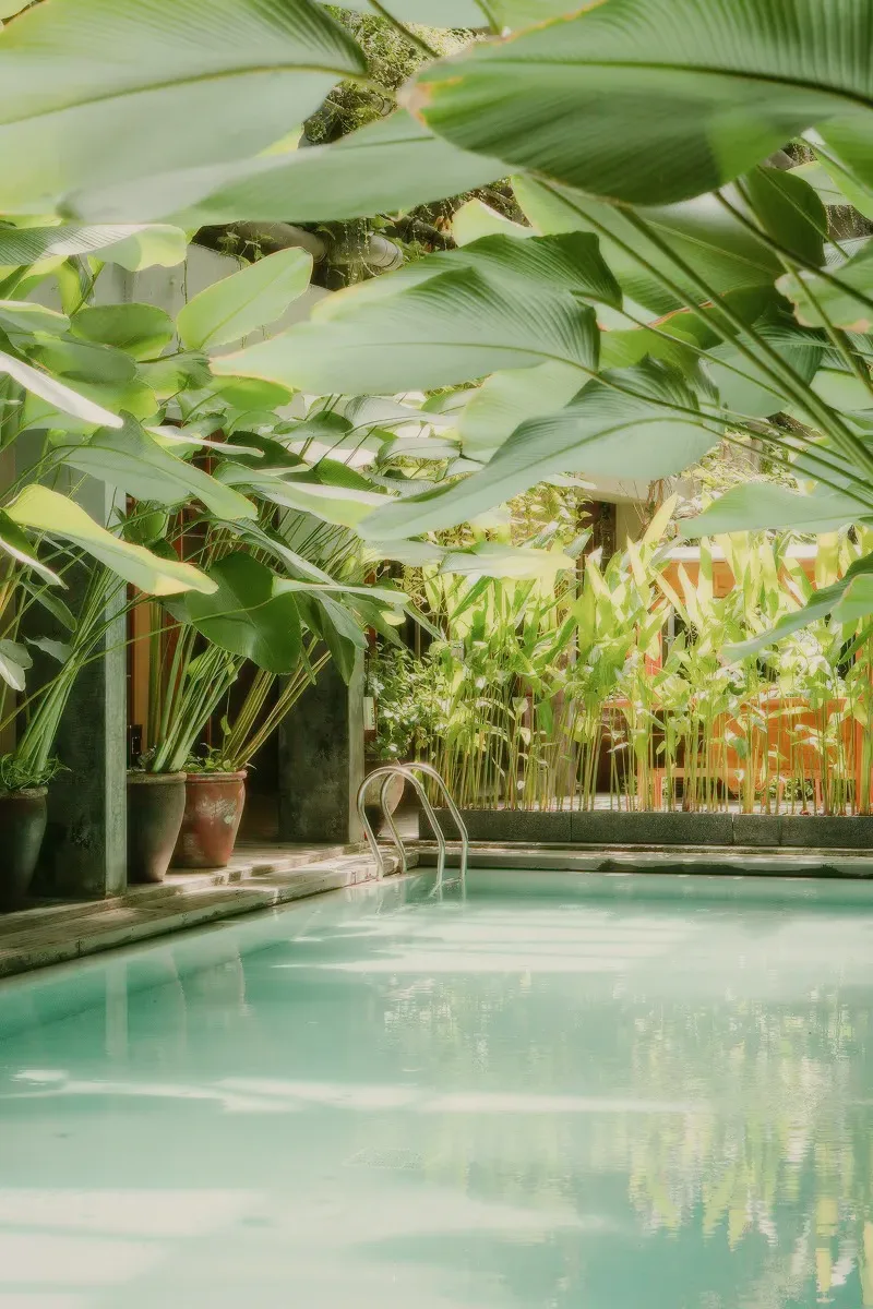 A pool among large tropical leaves and potted plants.