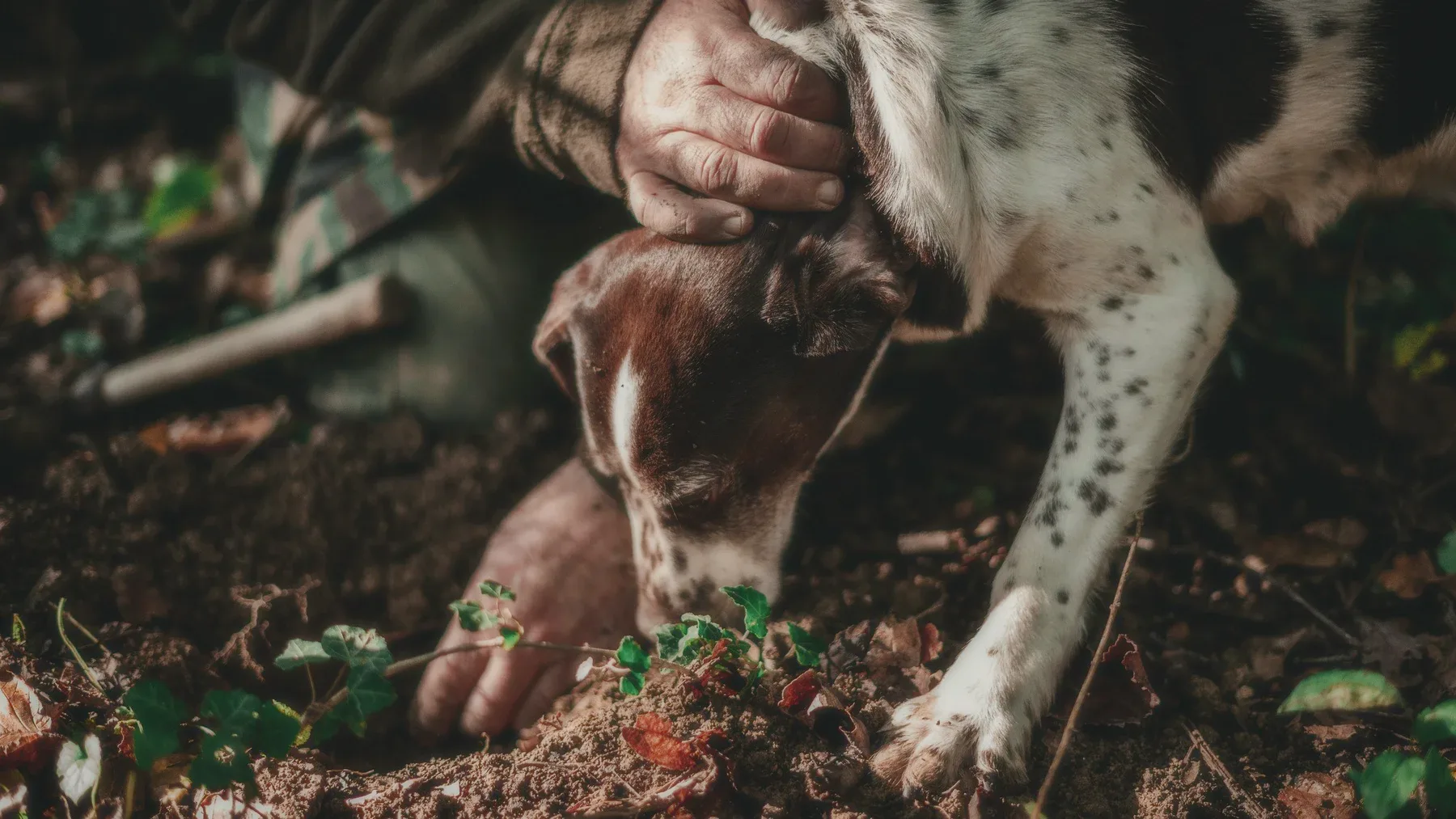 A dog's paws and a hand digging in forest soil.