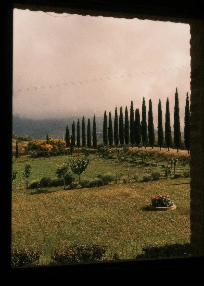 A row of cypress trees seen through an old window.