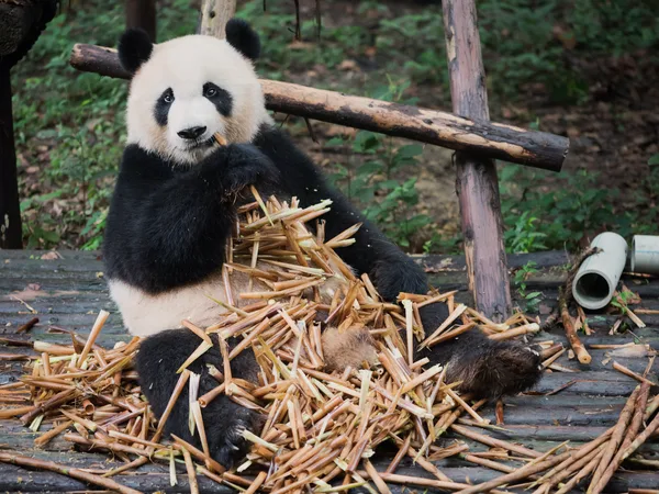 A giant panda sitting and eating bamboo.