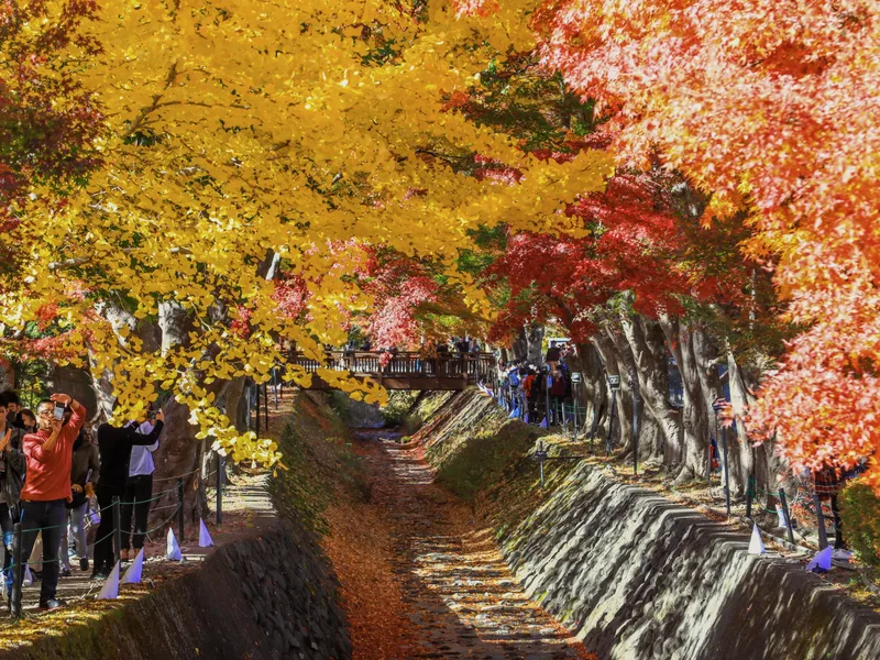 Visitors walking under yellow and red maple trees by a stream.