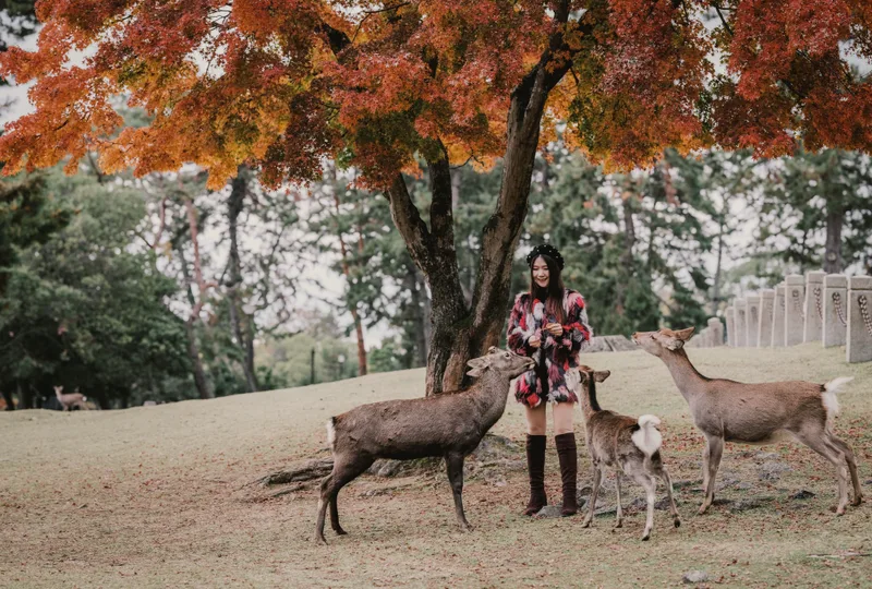 A traveller feeding deer under red autumn trees.