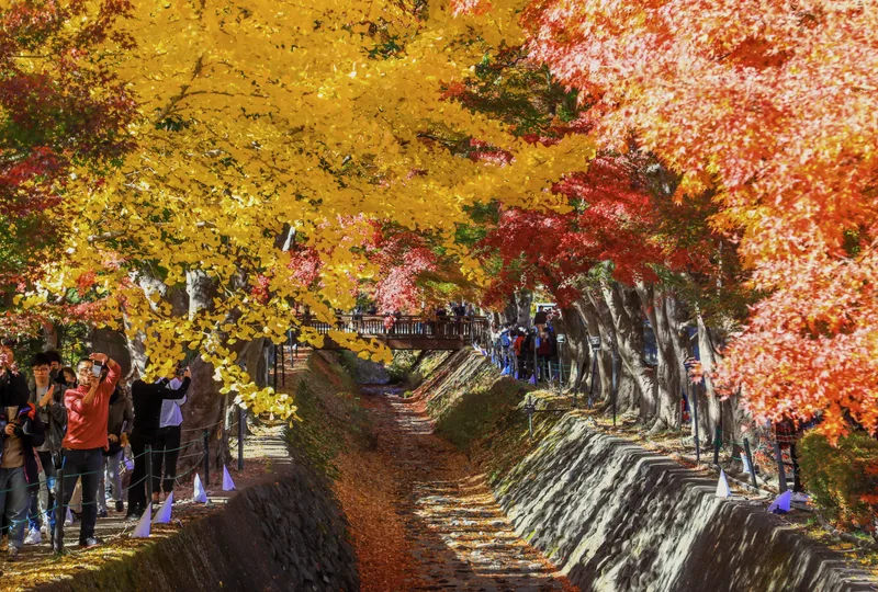 Travellers walking under yellow and red maple trees.
