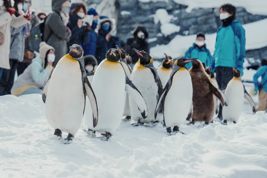Penguins walking on the snow past a row of visitors.