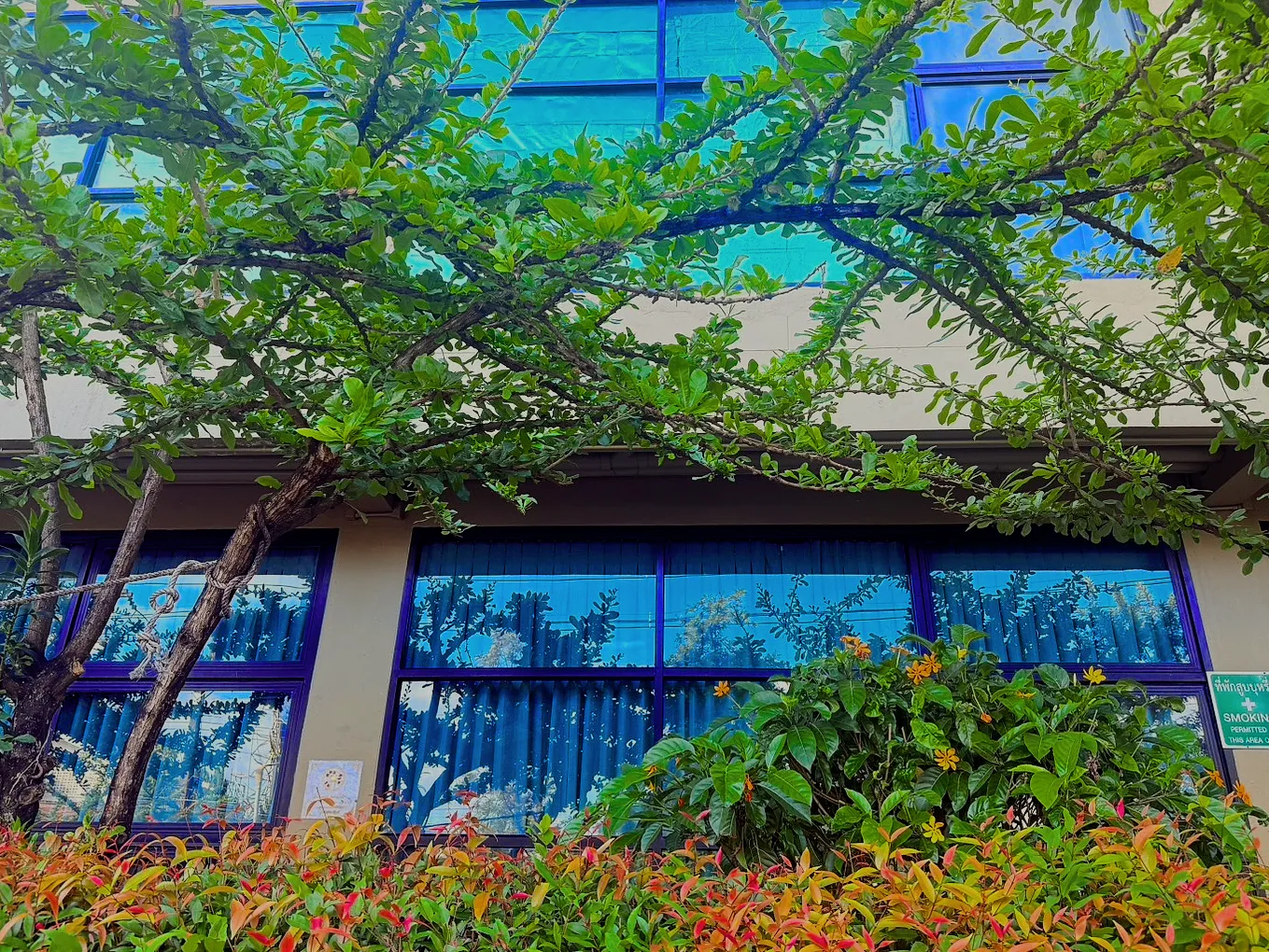 The garden outside the deluxe room's window: trees and flowers below the glass.